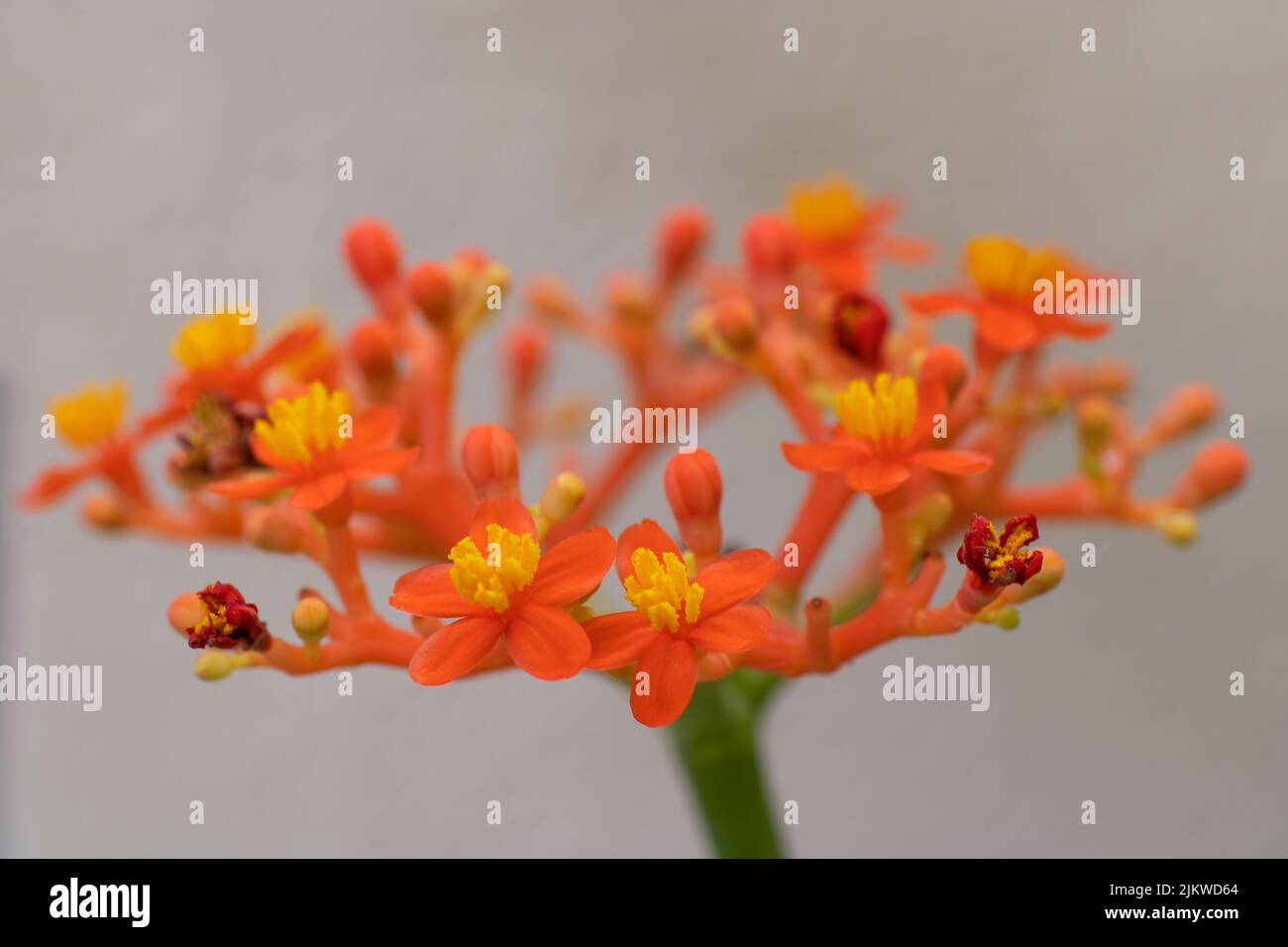 Eine selektive Fokusaufnahme von Jatropha-Blüten Stockfoto
