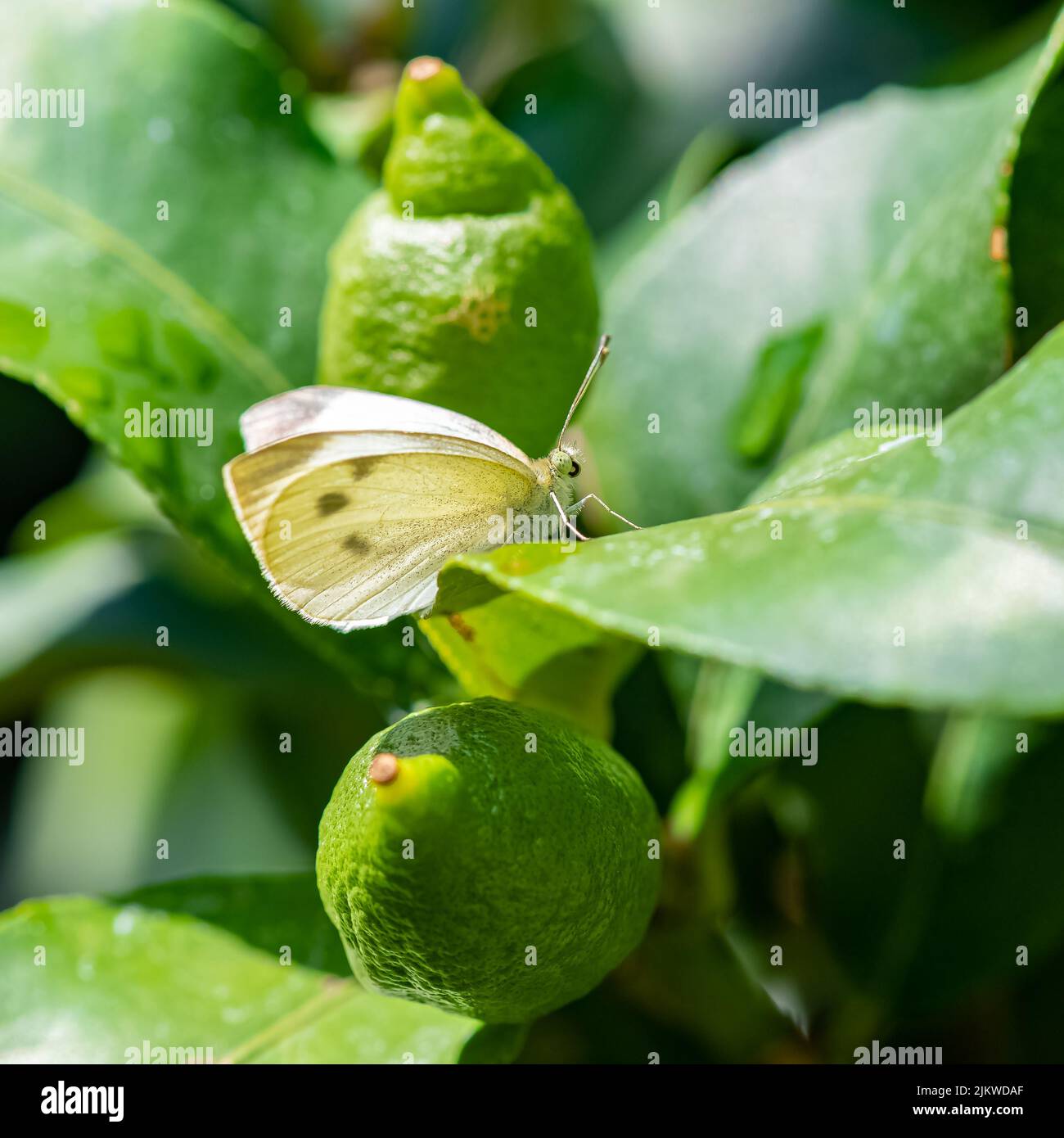 Kleiner weißer, Pieris rapae, weißer und gelber Schmetterling, der auf einem Zitronenbaum thront Stockfoto