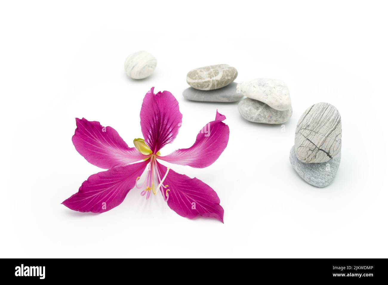 Eine violette Blume und dekorative graue Steine auf weißem Hintergrund isoliert Stockfoto