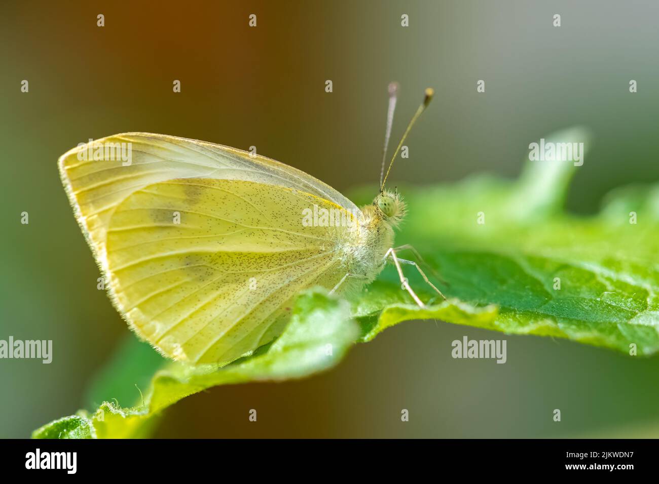 Kleiner weißer, Pieris rapae, weißer und gelber Schmetterling, der auf einem Zitronenbaum thront Stockfoto