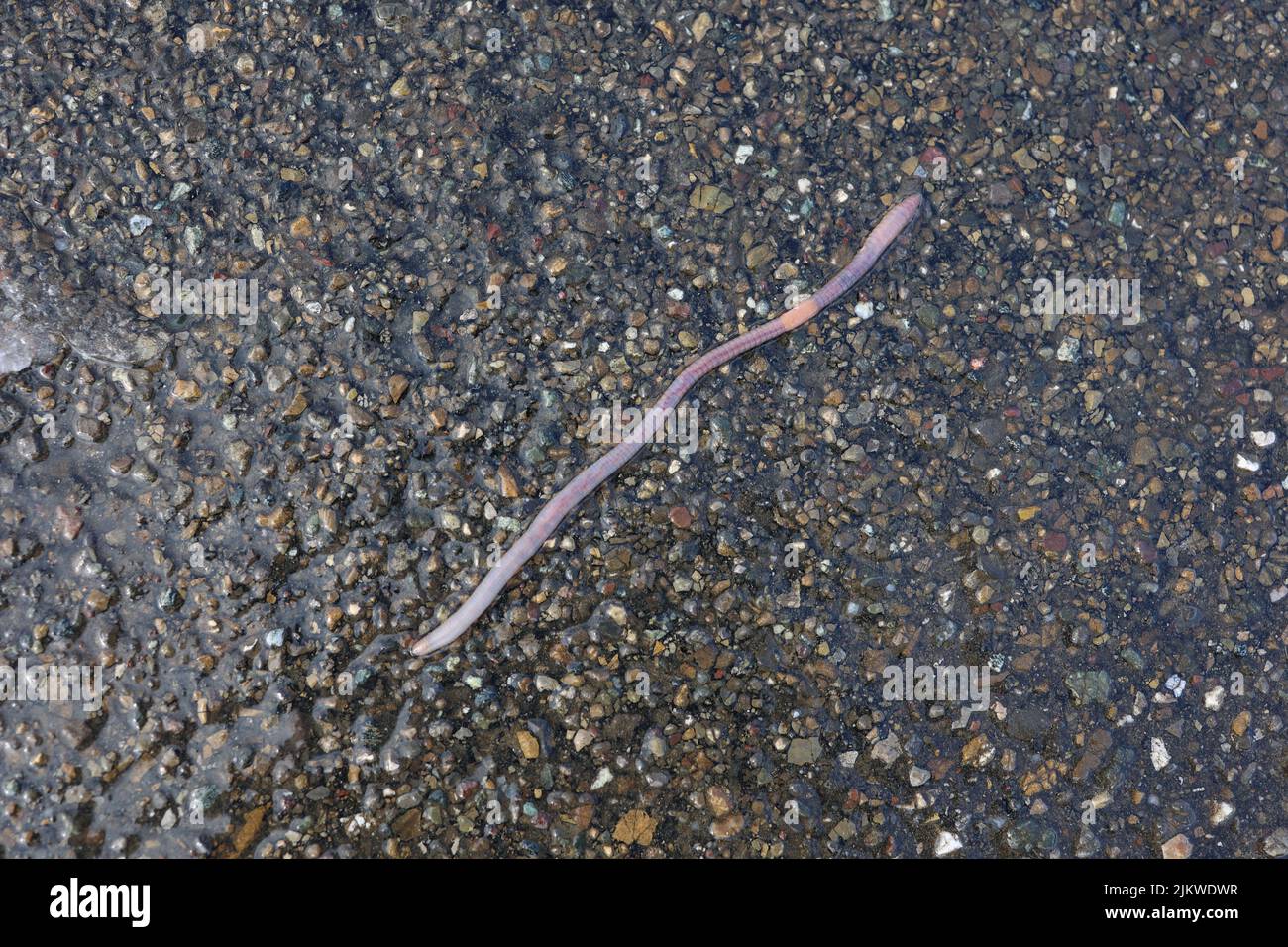 Regenwurm nach dem Regen kroch auf den Asphalt. Stockfoto