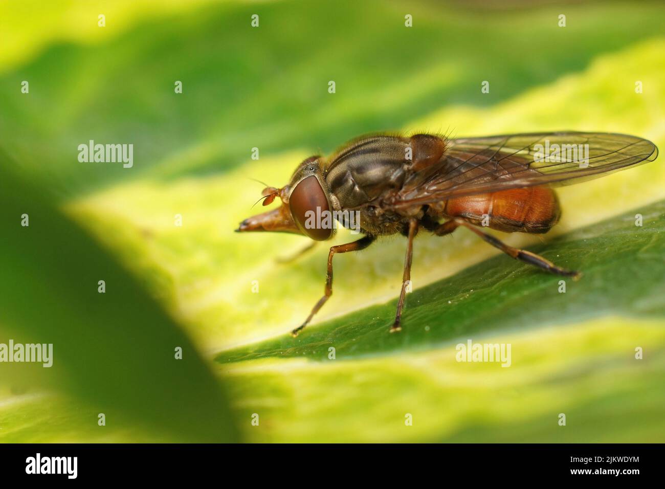Nahaufnahme einer roten Schnauze, die auf einem grünen Efeu-Blatt im Garten sitzt Stockfoto
