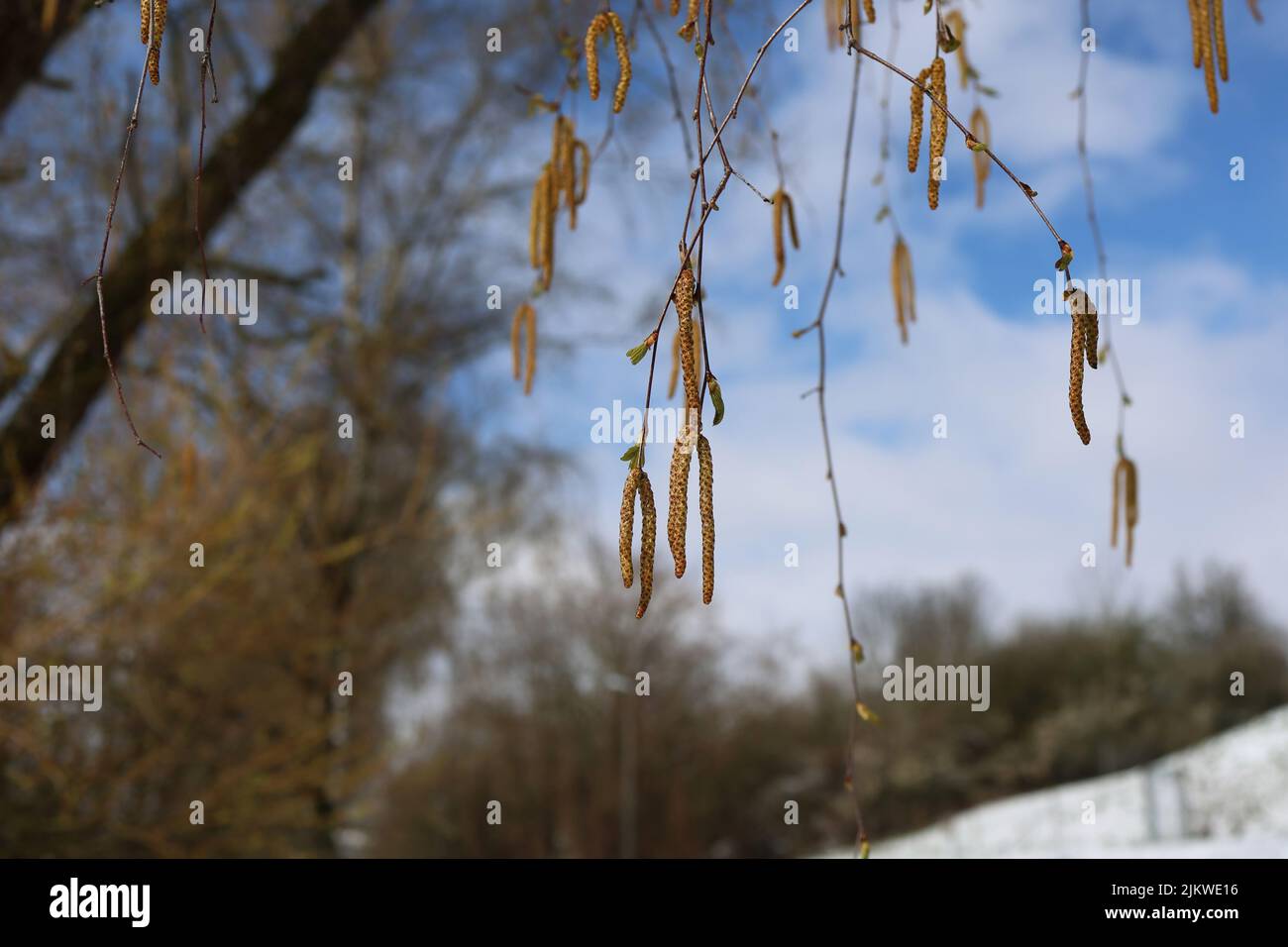 Birkenzweige mit jungen Kätzchen und Blättern. Sonniger Frühlingstag im Wald. Stockfoto