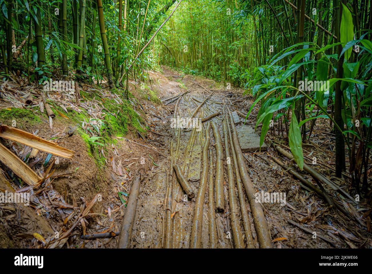 Der gefallene Bambus stielt auf einem Mud Trail in der Nähe der Manoa Falls, Oahu, Hawaii Stockfoto
