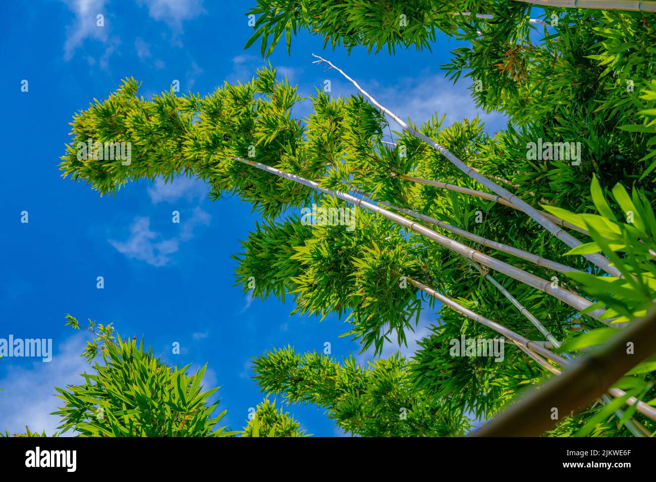 Die Bambushalme stehen im Hintergrund des blauen Himmels in der Nähe der Manoa Falls in Oahu, Hawaii Stockfoto