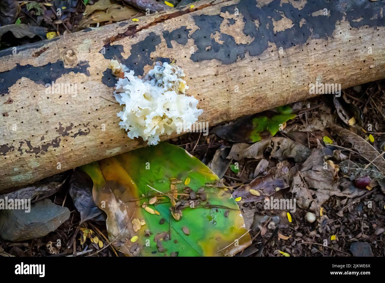 Ein Weitwinkelschuss eines weißen Pilzes auf Baumstamm, Moana Falls, Oahu, Hawaii Stockfoto