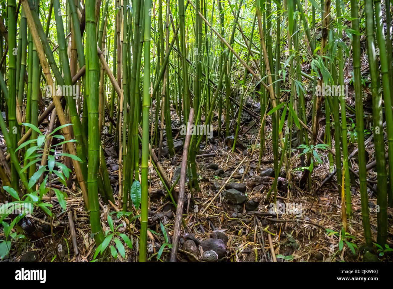 Der Bambuswald bei den Manoa-Fällen in Oahu, Hawai Stockfoto