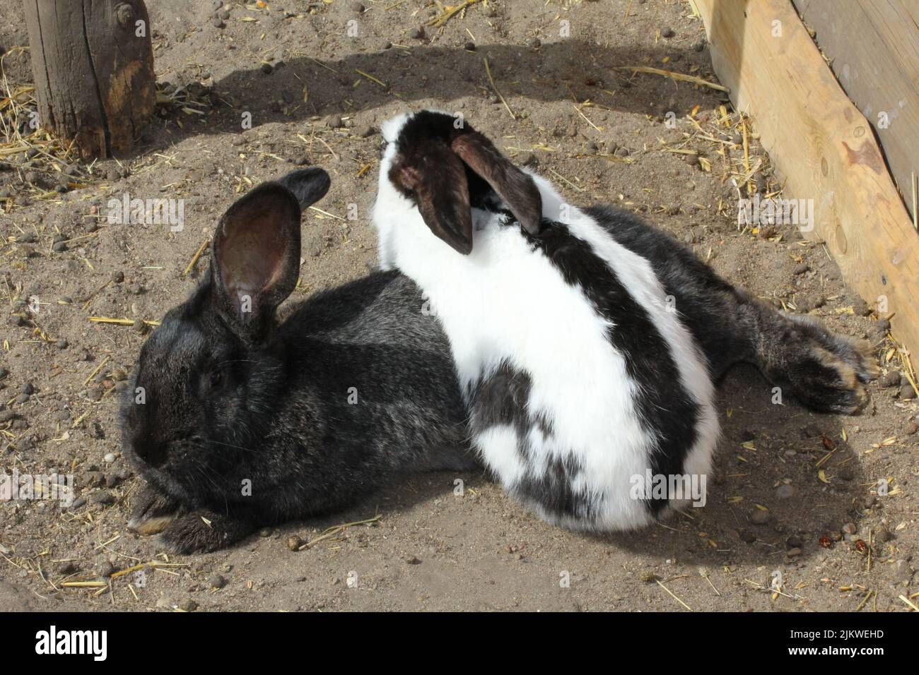Eine Nahaufnahme von schwarzen und weißen Kaninchen auf dem Bauernhof Stockfoto