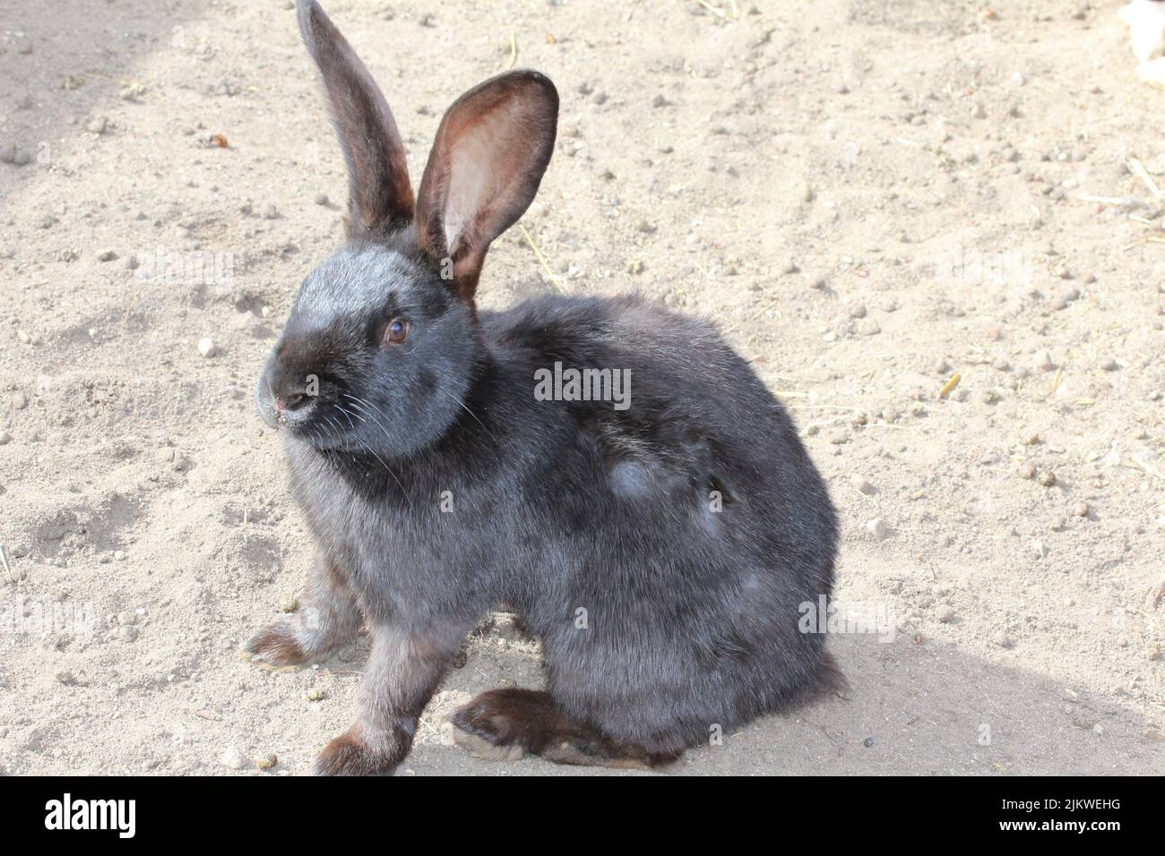 Eine Nahaufnahme eines entzückenden Flämischen Riesen-Hasen auf dem Bauernhof Stockfoto