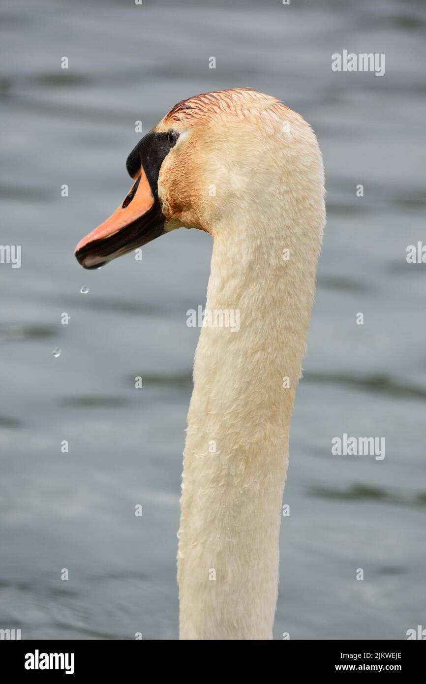 Eine vertikale Nahaufnahme eines stumpfen Schwanenhalses auf einem verschwommenen Wasserhintergrund Stockfoto