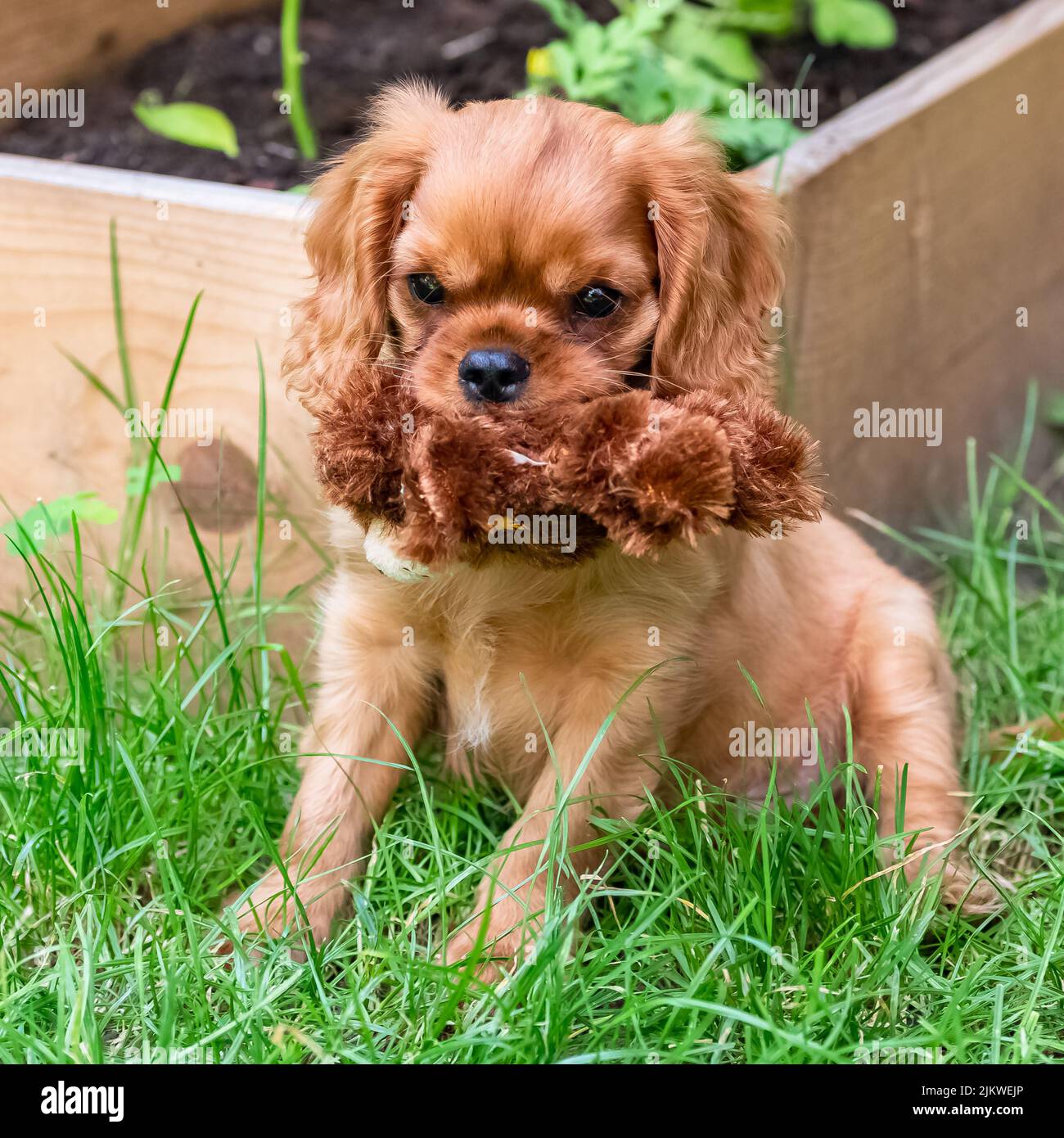 Ein Hund Kavalierkönig charles, ein Welpe mit dem Reinen sitzt im Garten Stockfoto