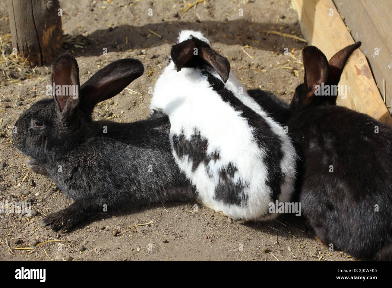 Eine Nahaufnahme von schwarzen und weißen Kaninchen auf dem Bauernhof Stockfoto