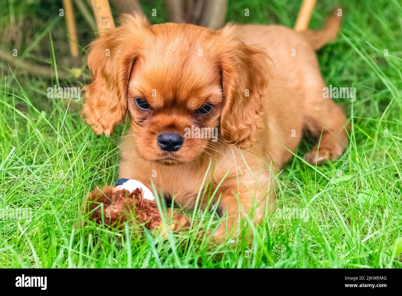 Ein Hund Kavalierkönig charles, ein Welpe mit dem Reinen sitzt im Garten Stockfoto
