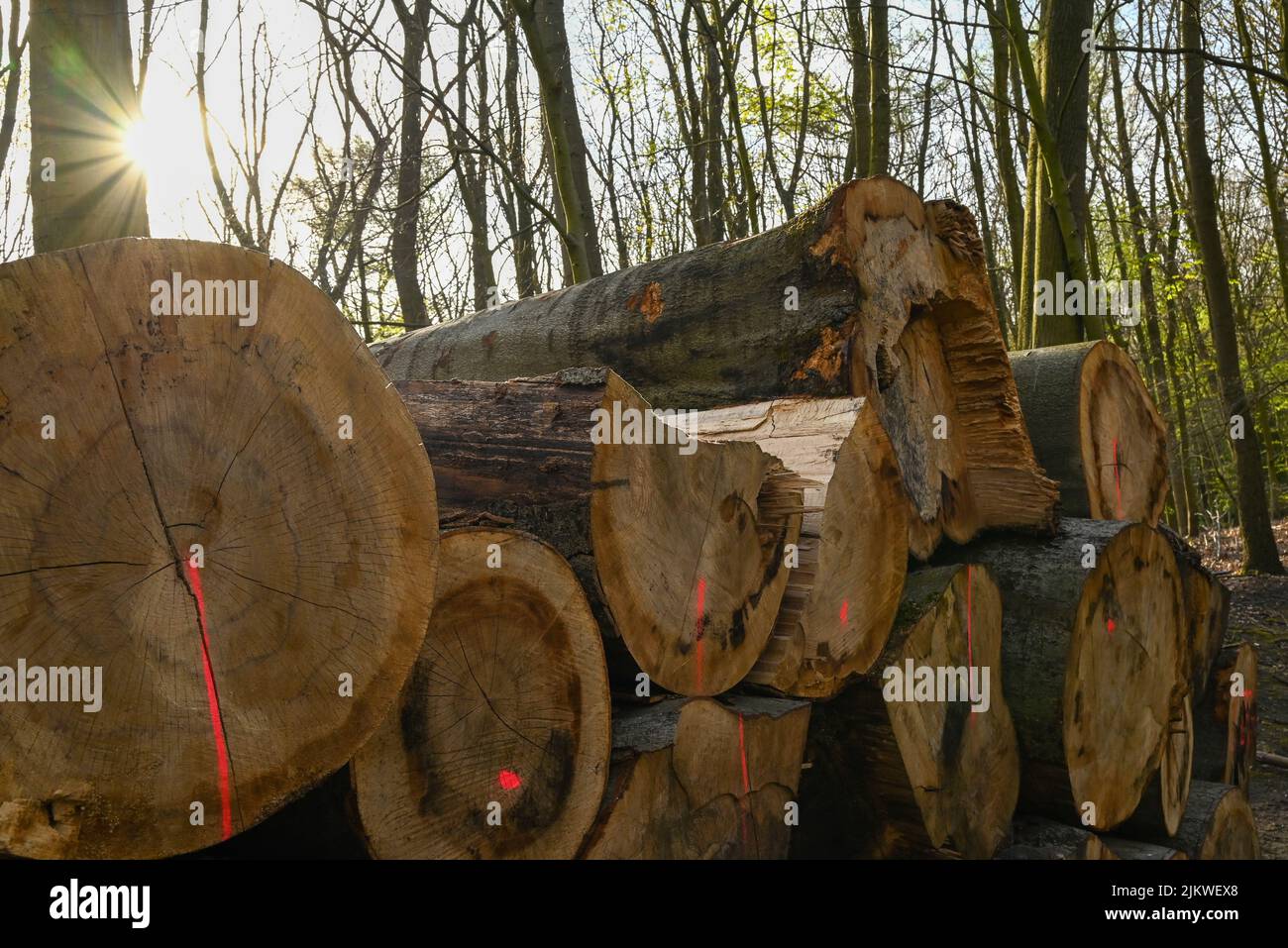 Eine Nahaufnahme von Baumstämmen übereinander in einem Wald Stockfoto