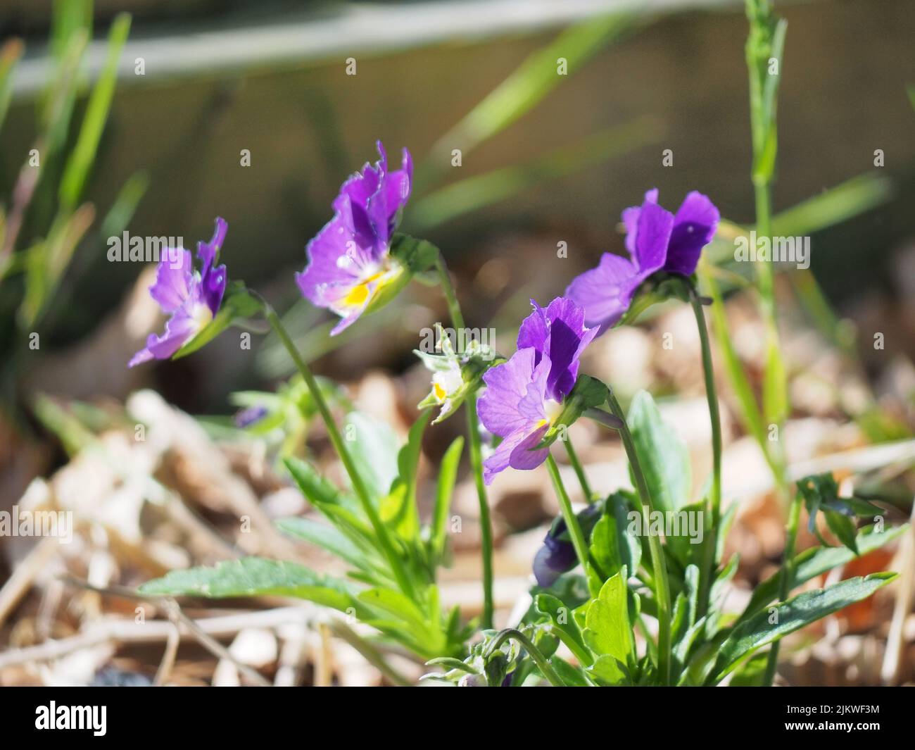 Eine Makroansicht von purpurnen Feldschwanzlingen (Viola arvensis) unter dem Sonnenlicht Stockfoto