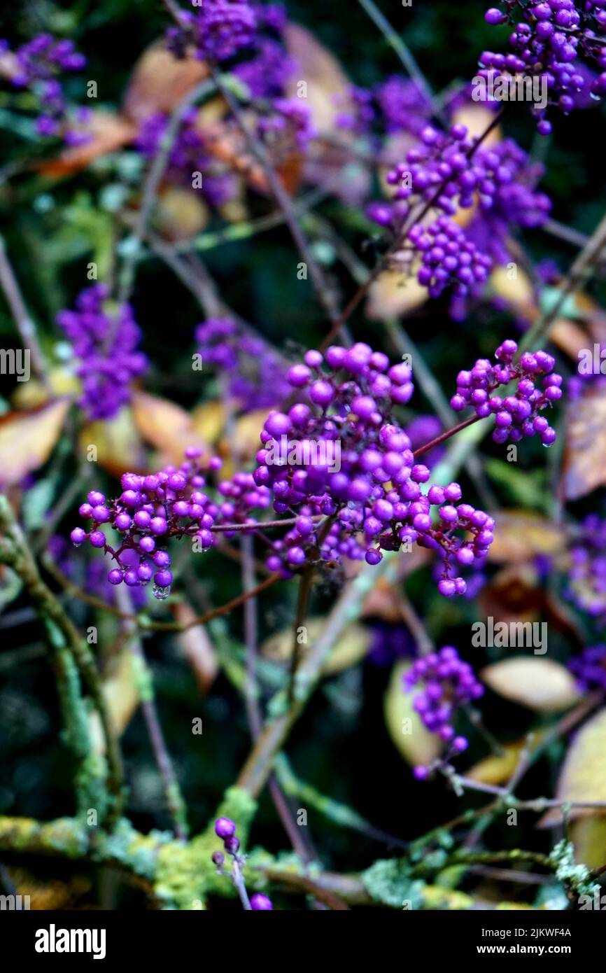 Ein selektiver Schwerpunkt von Früchten aus dem lila Love Pearl Busch (Callicarpa bodiniere) Stockfoto