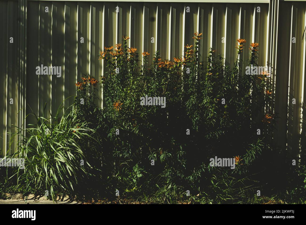 Ein Blick auf eine grasbewachsene Pflanze mit orangefarbenen Blüten, die in der Nähe eines Zauns in Springvale, Australien, wächst Stockfoto