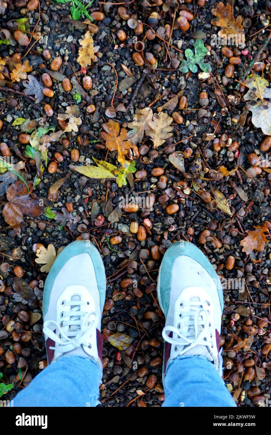 Eine vertikale Aufnahme der blauen Schuhe einer Person, die voller Eicheln auf dem Boden stehen Stockfoto