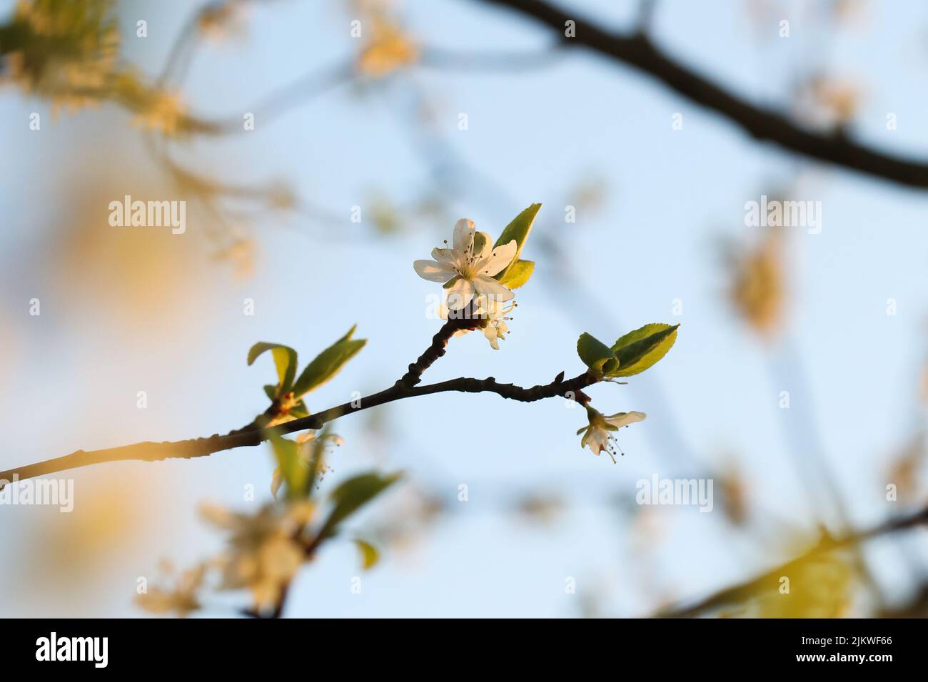 Eine Makroansicht der winzigen weißen Blumen, die auf den Ästen des Baumes vor dem blauen Himmel blühen Stockfoto