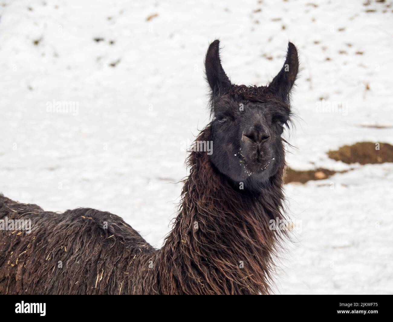 Eine Nahaufnahme eines Lamas im verschneiten Feld Stockfoto