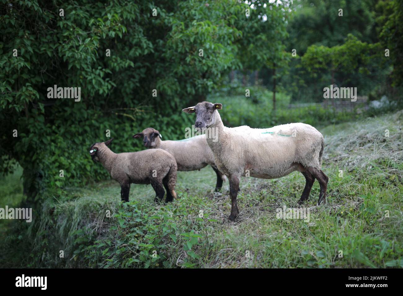 Drei Schafe in einer hügeligen Gegend Stockfoto