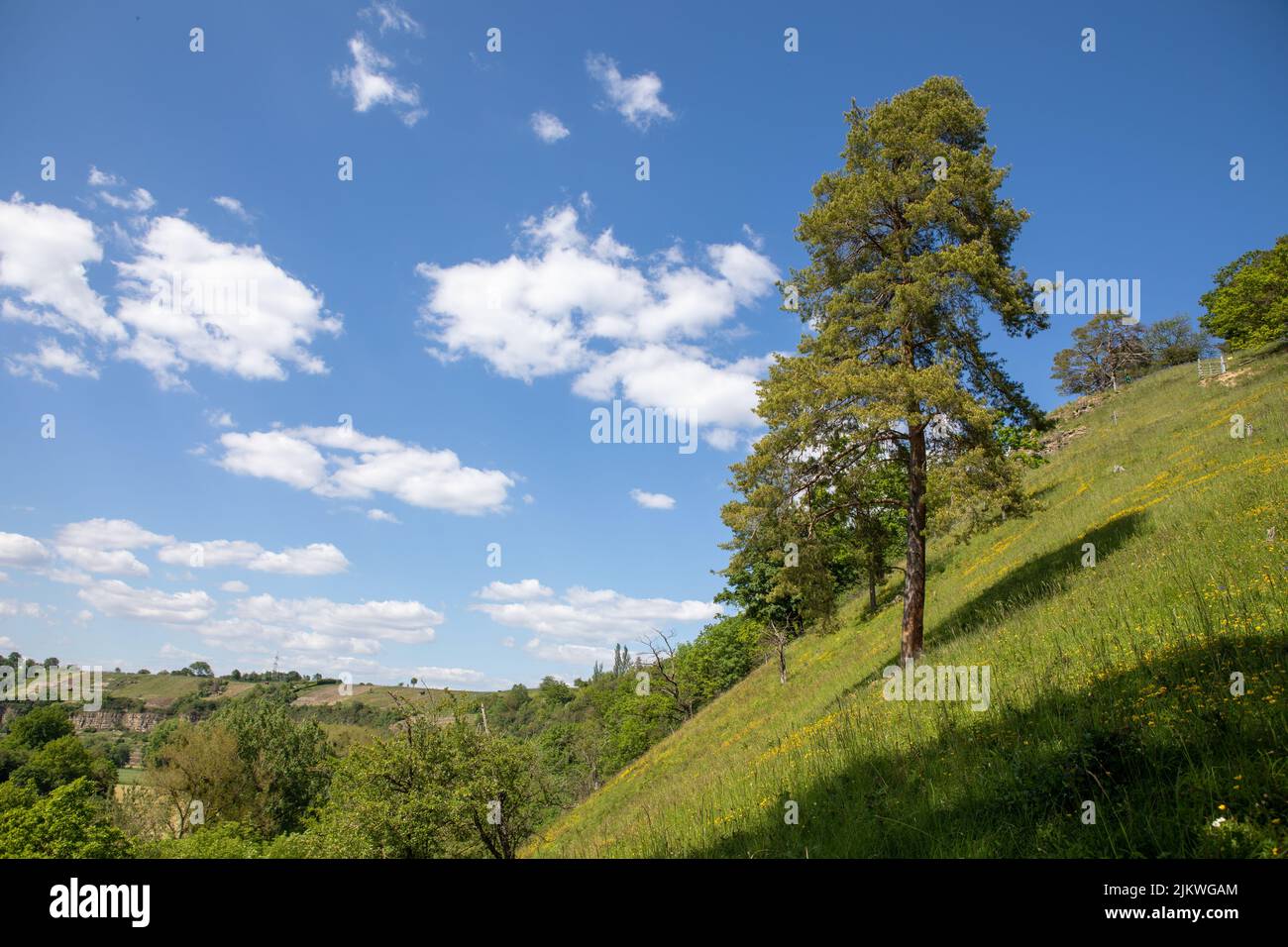 Eine schöne Aufnahme eines Baumes, der auf einem Feld wächst. Stockfoto