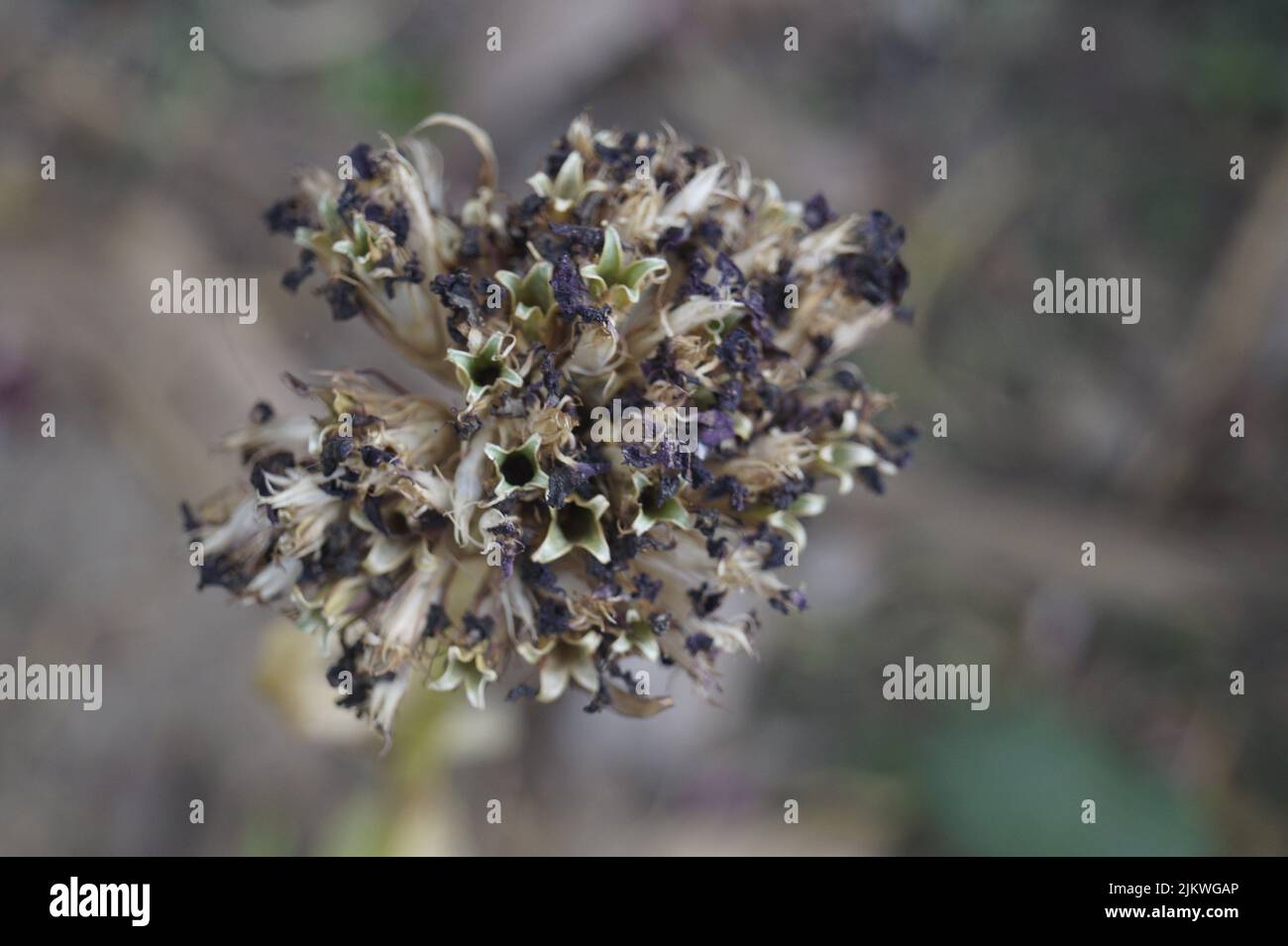 Eine Makroaufnahme von Zwiebelsamen Pflanzen vor dem verschwommenen Hintergrund Stockfoto
