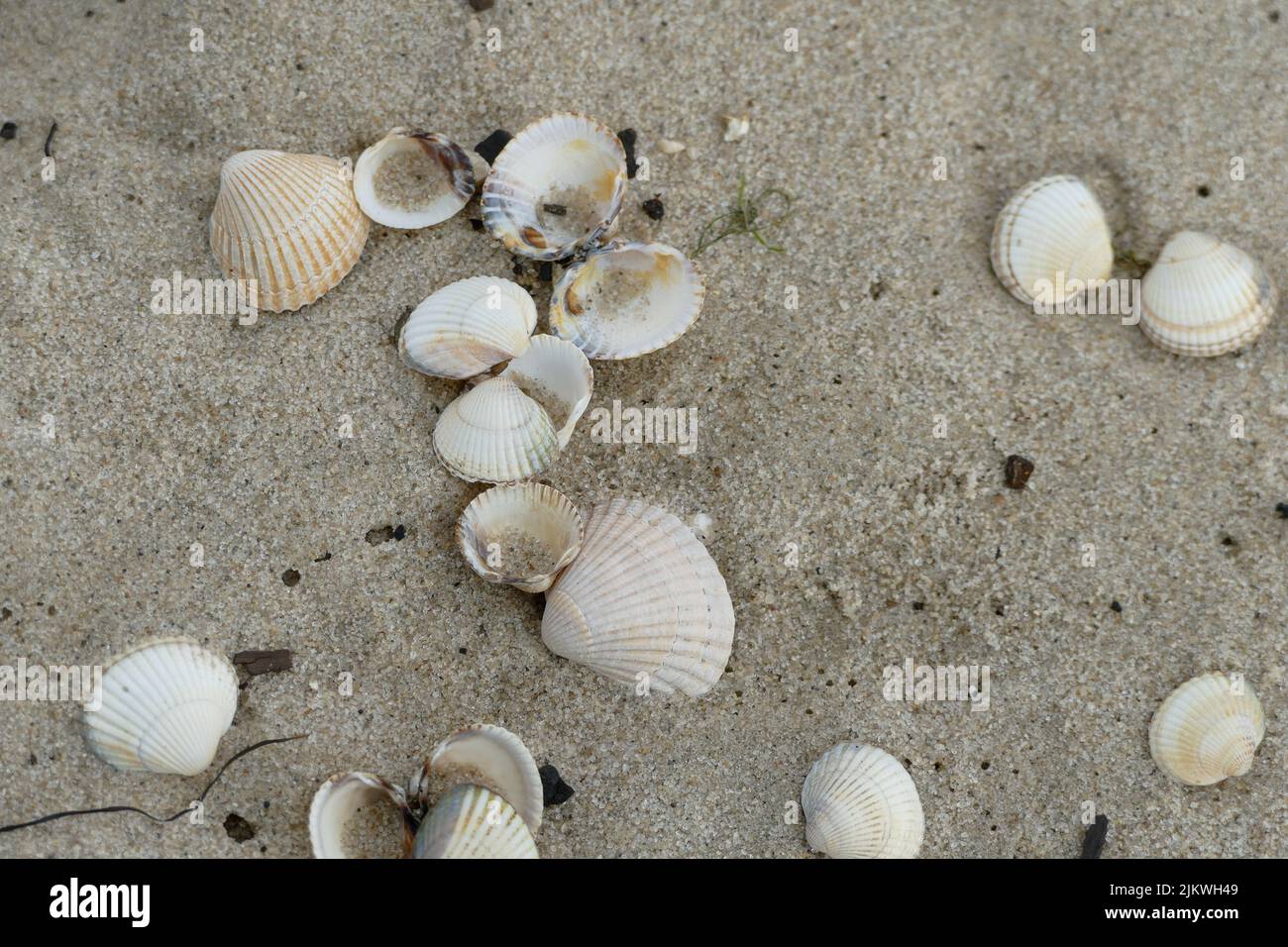 Eine Aufnahme aus einem hohen Winkel von einem Haufen weißer Muscheln an einem Strand Stockfoto
