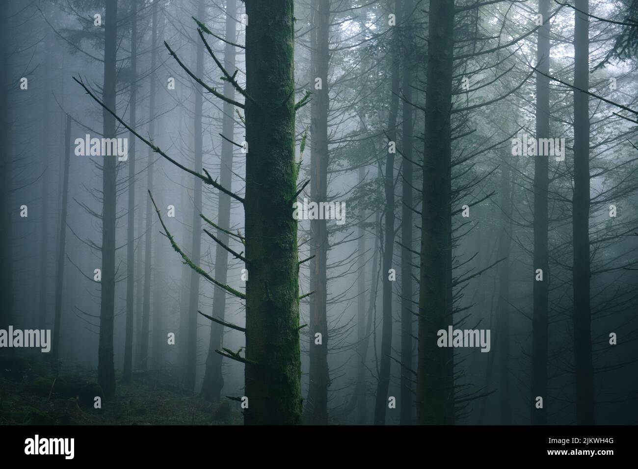 Eine unheimliche Landschaft von Bäumen im mit Nebel bedeckten Wald Stockfoto