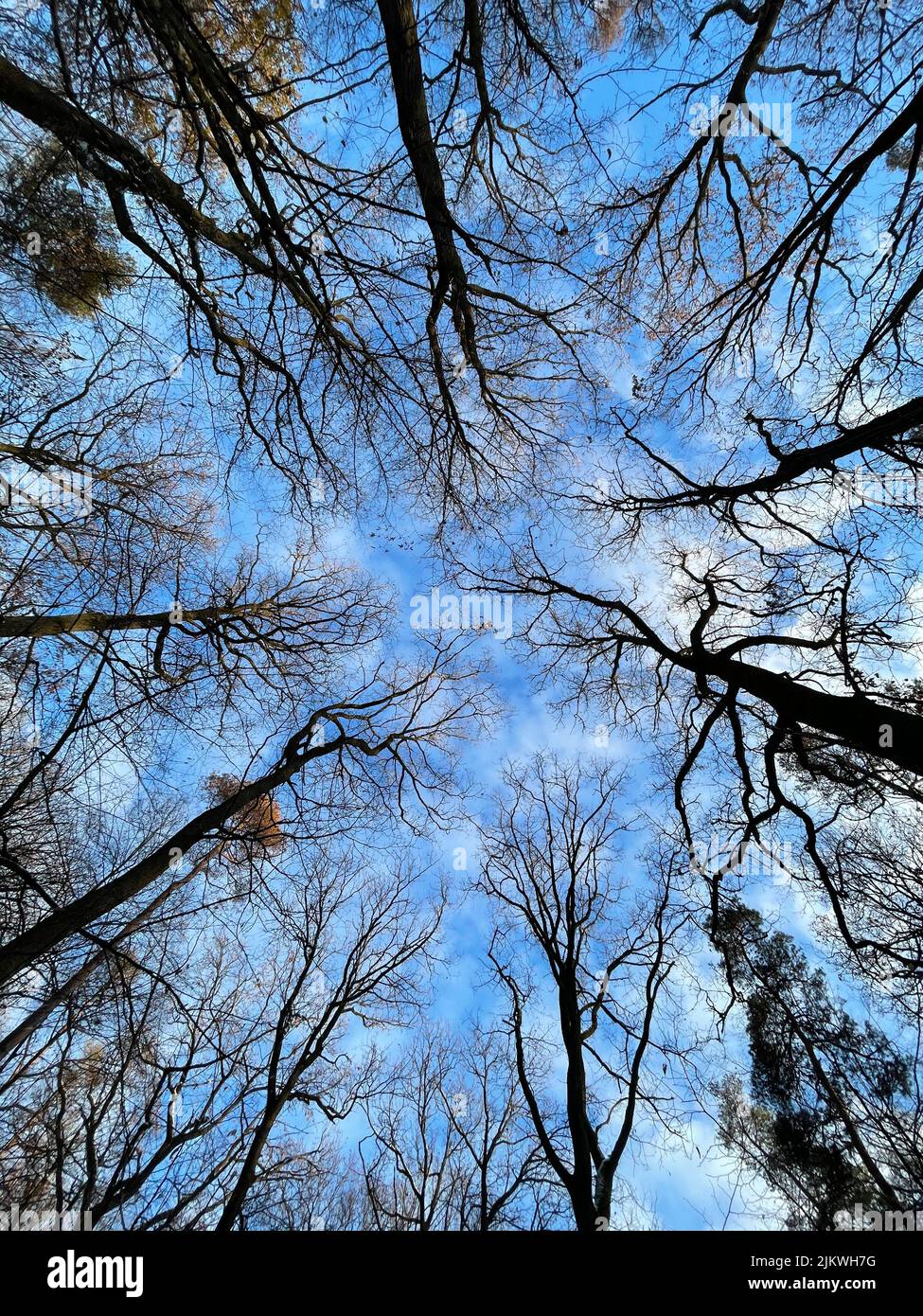 Eine vertikale Aufnahme von Bäumen unter einem blau bewölkten Himmel Stockfoto
