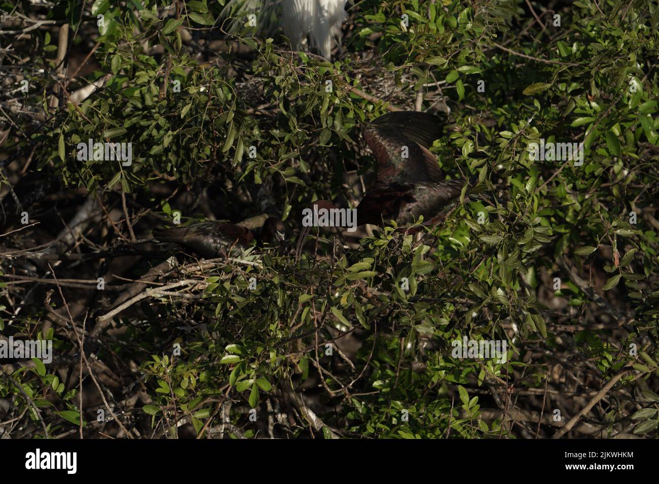 Eine Nahaufnahme von zwei Punaibisen im grünen Laub. Plegadis ridgwayi. Venice Florida Rookery. Stockfoto