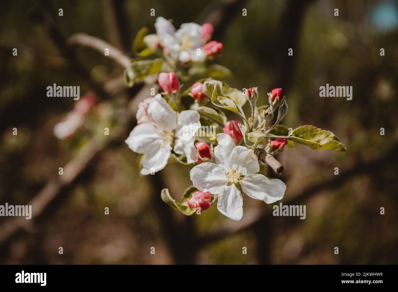 Eine Nahaufnahme des blühenden Apfelbaums mit weißen Blüten. Stockfoto