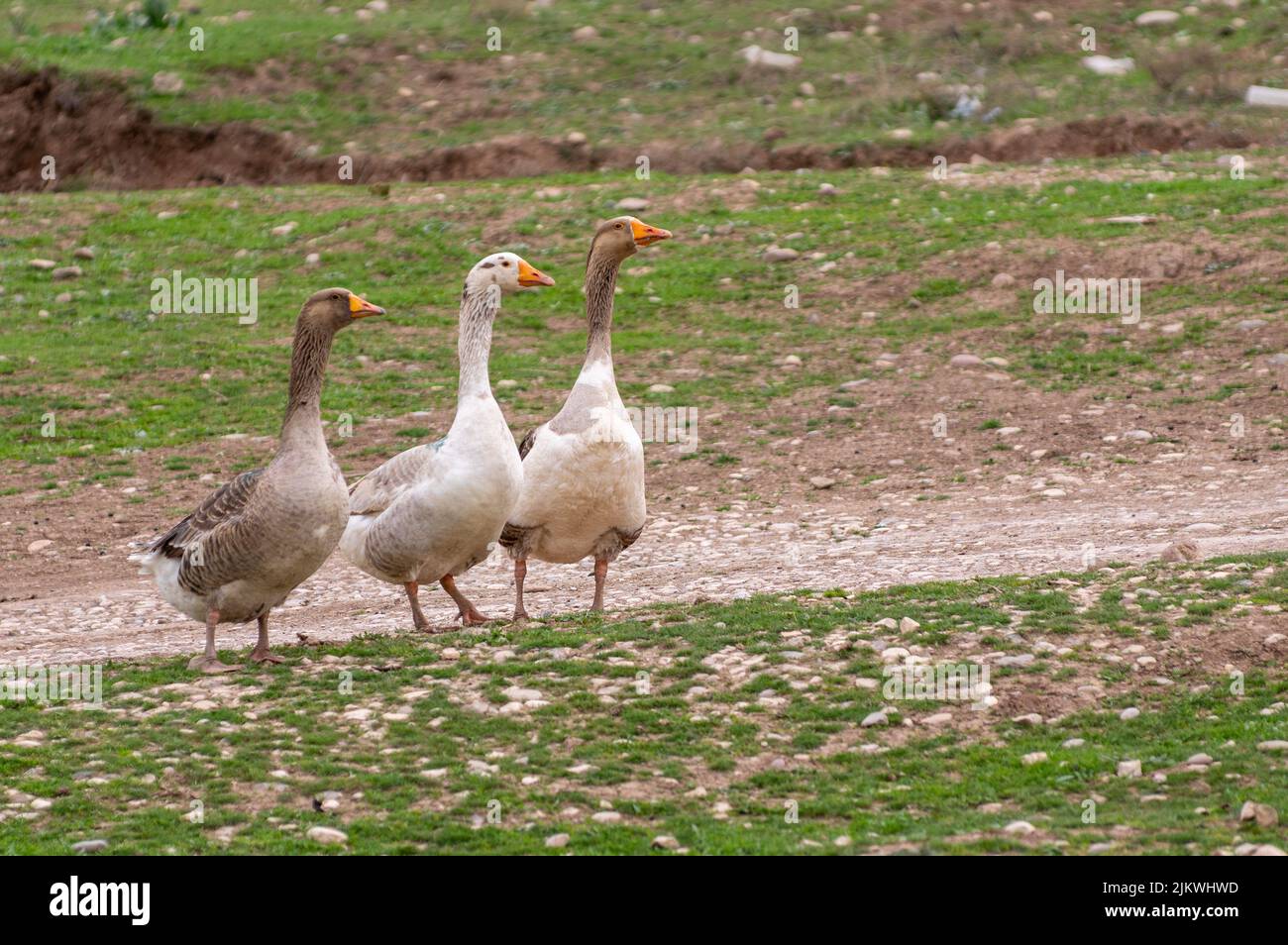 Eine Nahaufnahme der heimischen Gans, die auf dem Gras läuft Stockfoto