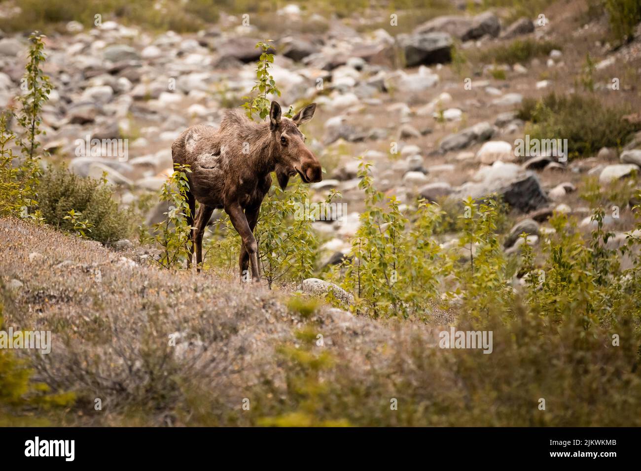 Nahaufnahme eines Elches in einem Wald Stockfoto