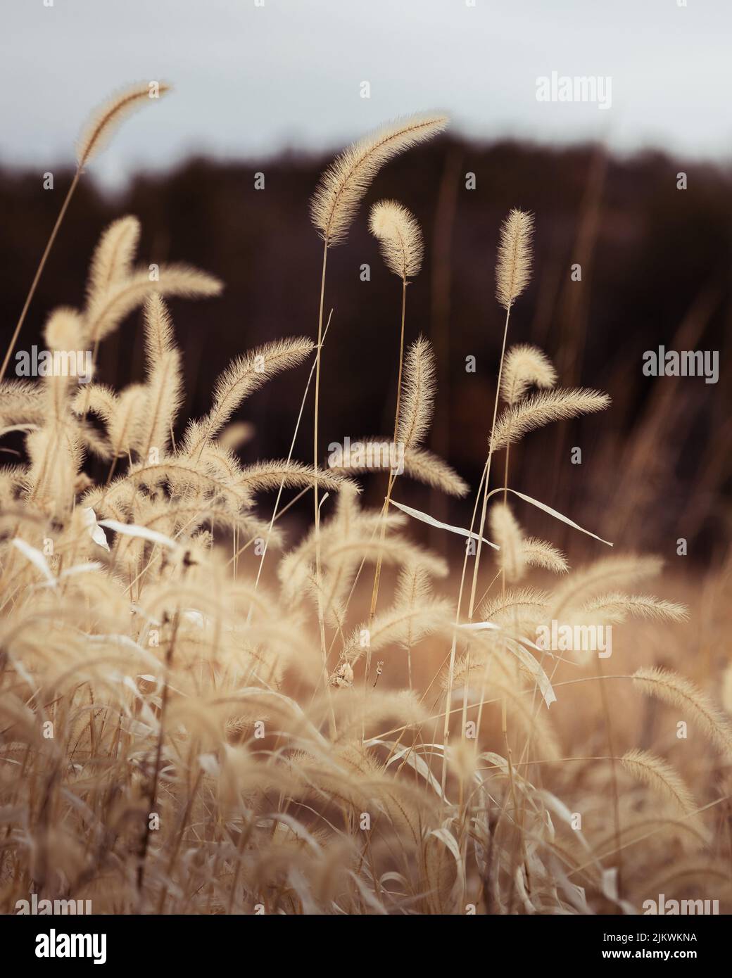 Eine selektive Aufnahme von goldenen Weizenähren auf Ackerland Stockfoto