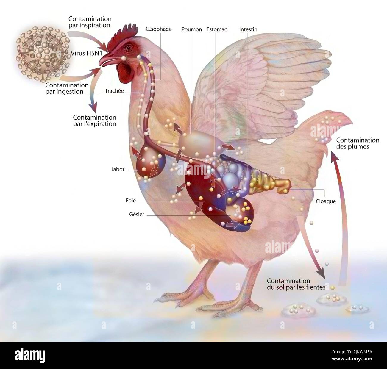 Darstellung der Kontamination einer Henne durch das H5N1-Virus. Stockfoto