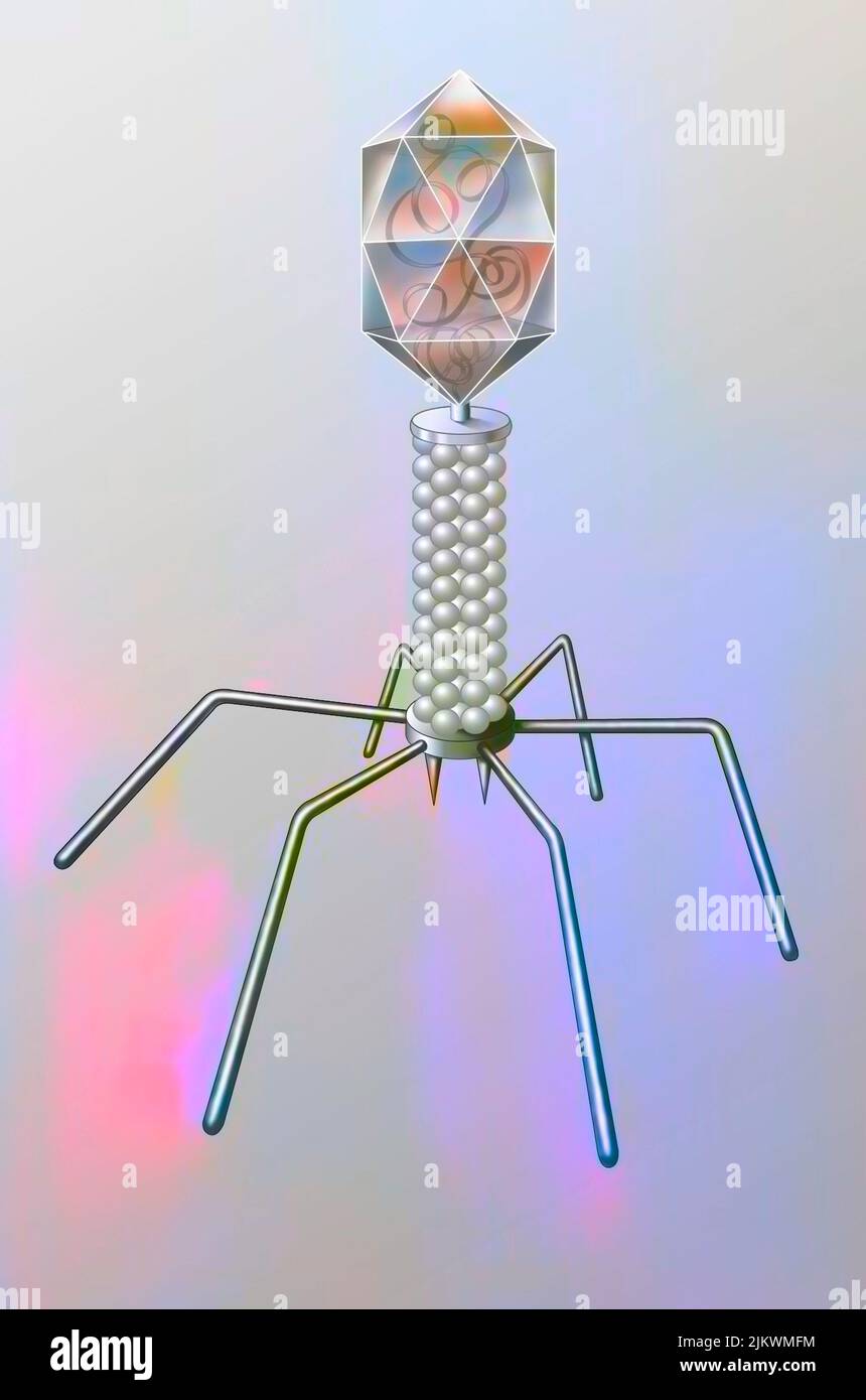 Bakteriophagen, bestehend aus einer Proteinhülle, die seine Nukleinsäure enthält, und einem Schwanz. Stockfoto