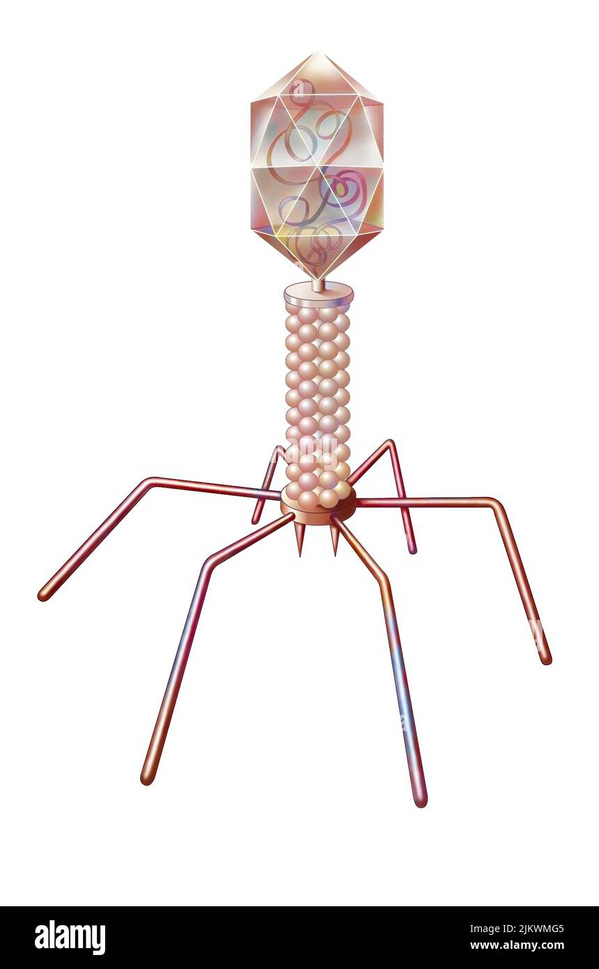 Bakteriophagen, bestehend aus einer Proteinhülle, die seine Nukleinsäure enthält, und einem Schwanz. Stockfoto
