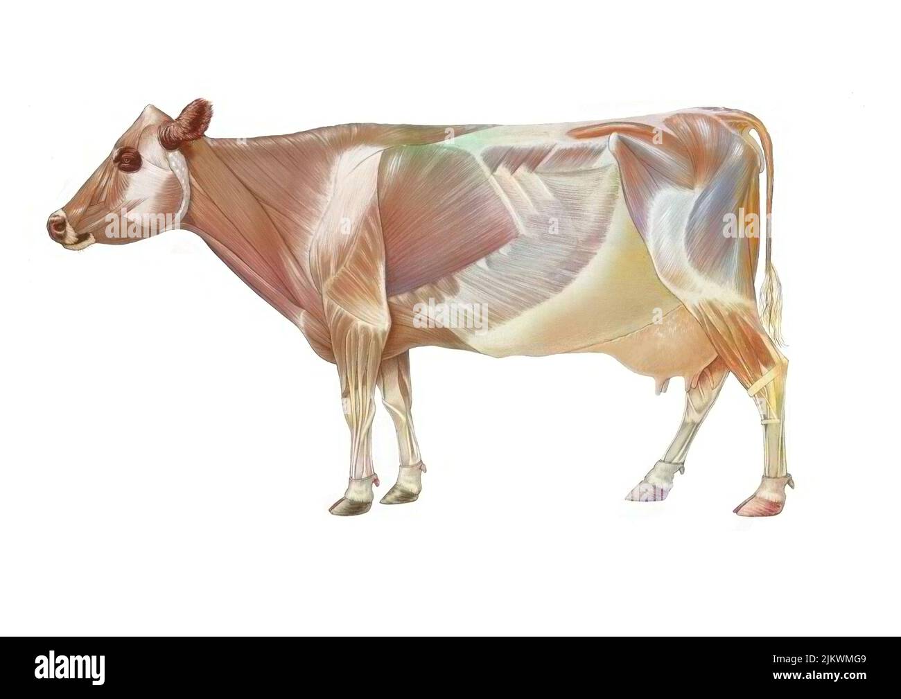 Die Anatomie der Kuh mit ihrem Muskelsystem. Stockfoto