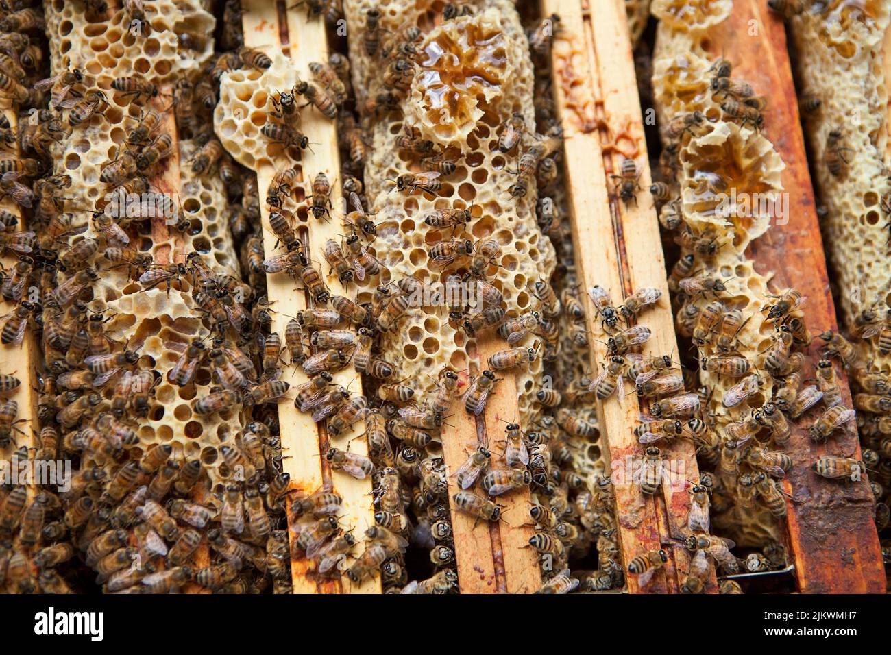 Honig von einem Imker in Frankreich ernten. Stockfoto