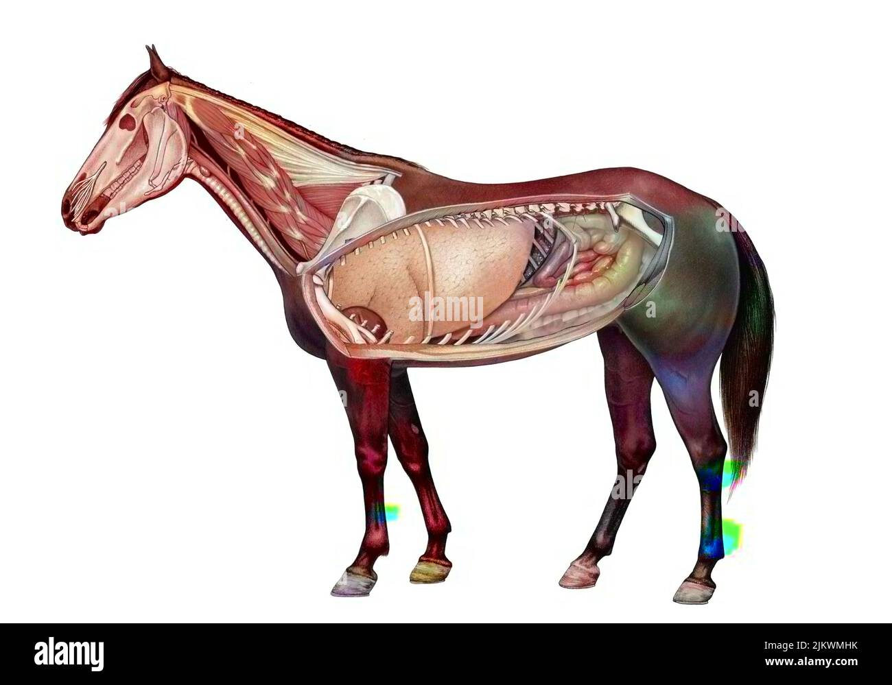 Anatomie eines Pferdes, das die Lunge, das Verdauungssystem zeigt. Stockfoto