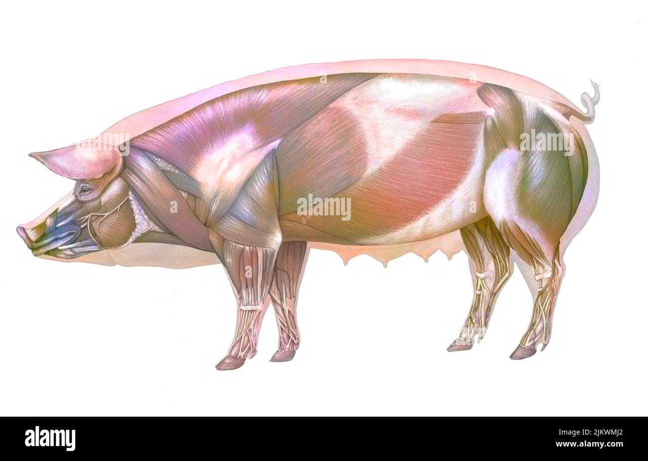 Schwein Anatomie mit seinem muskulären System. Stockfoto