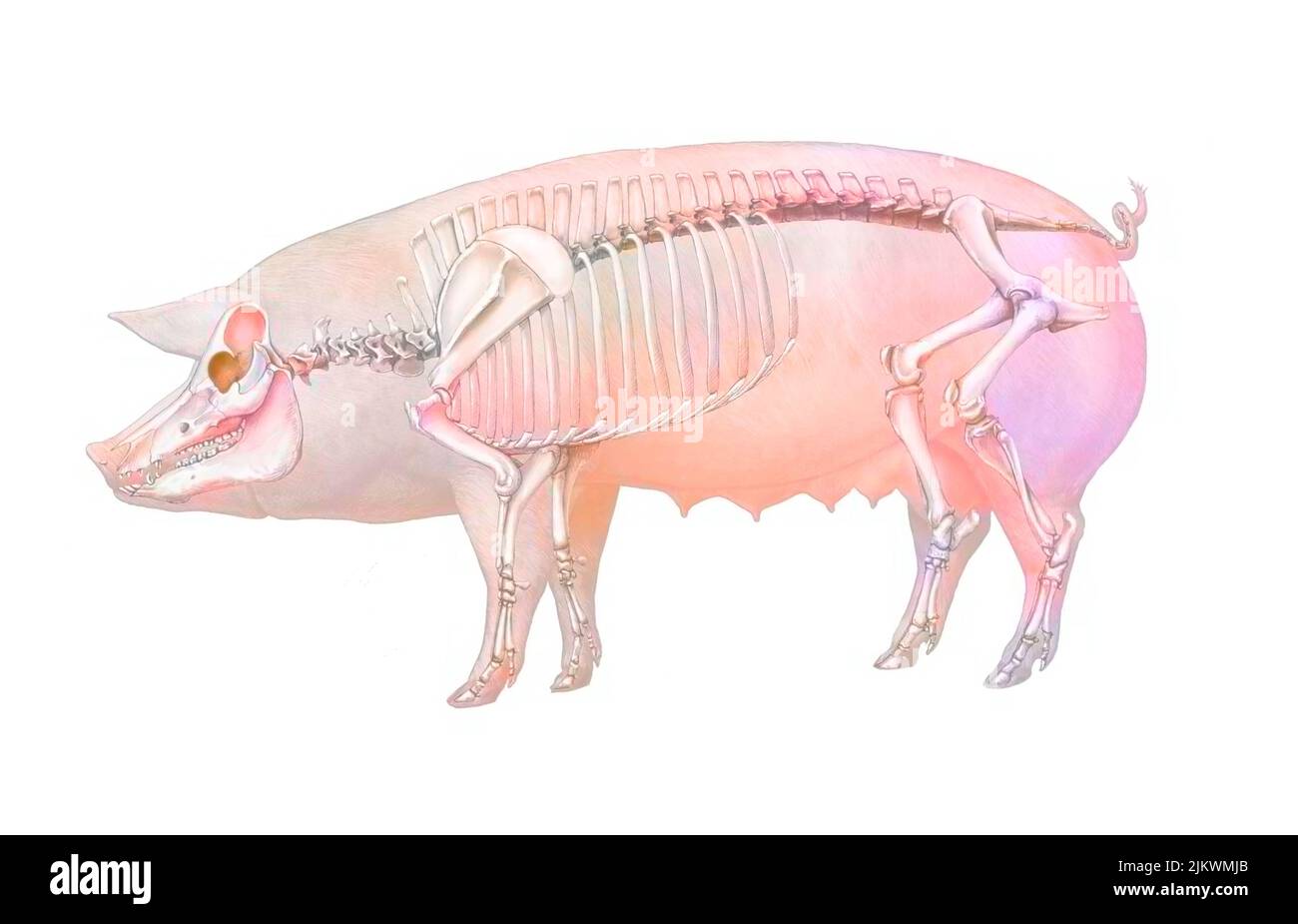 Anatomie des Schweins mit seinem Knochensystem. Stockfoto