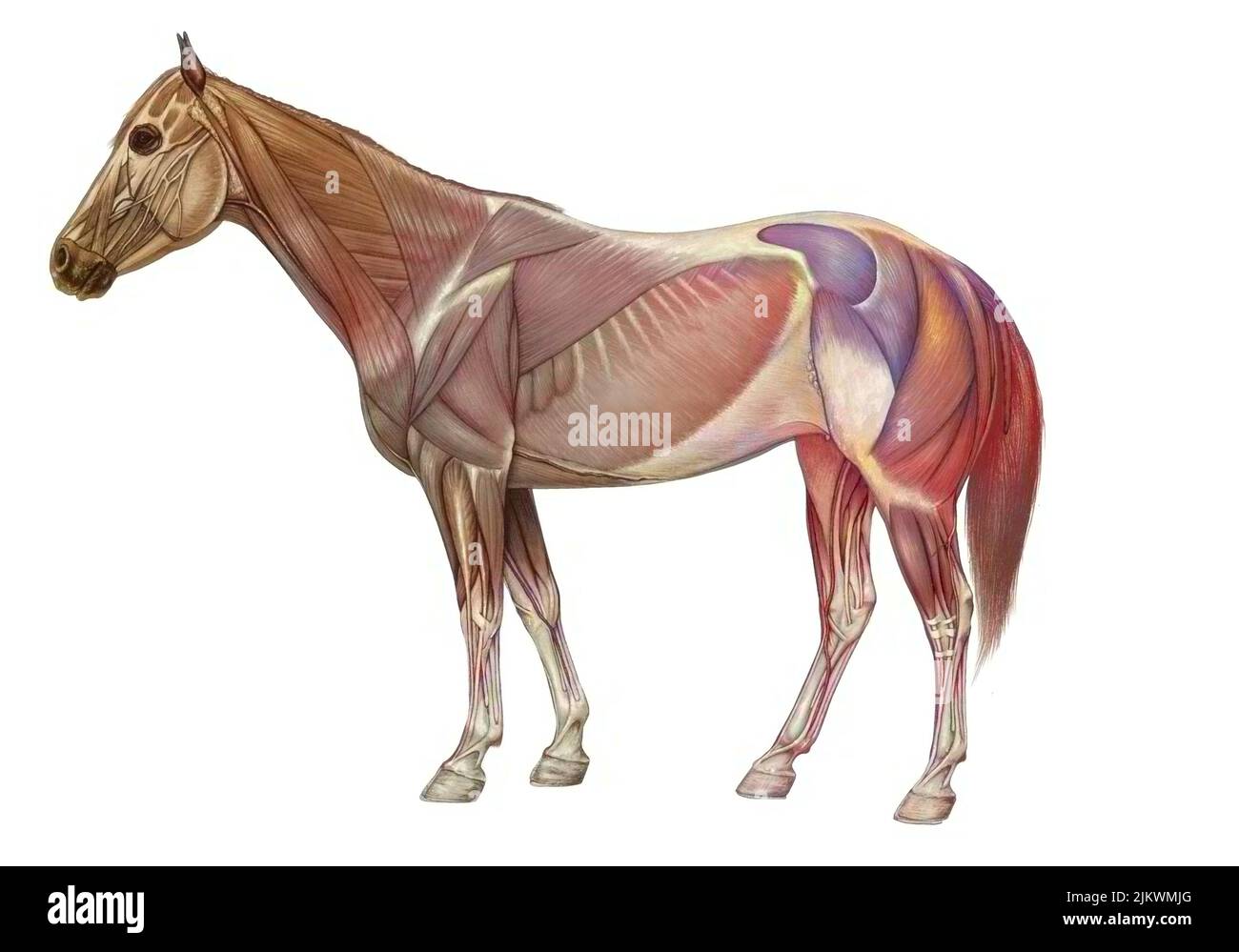 Anatomie des Pferdes mit seinem Muskelsystem. Stockfoto