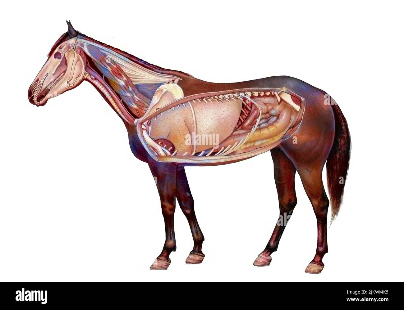 Anatomie eines Pferdes, das die Lunge, das Verdauungssystem zeigt. Stockfoto