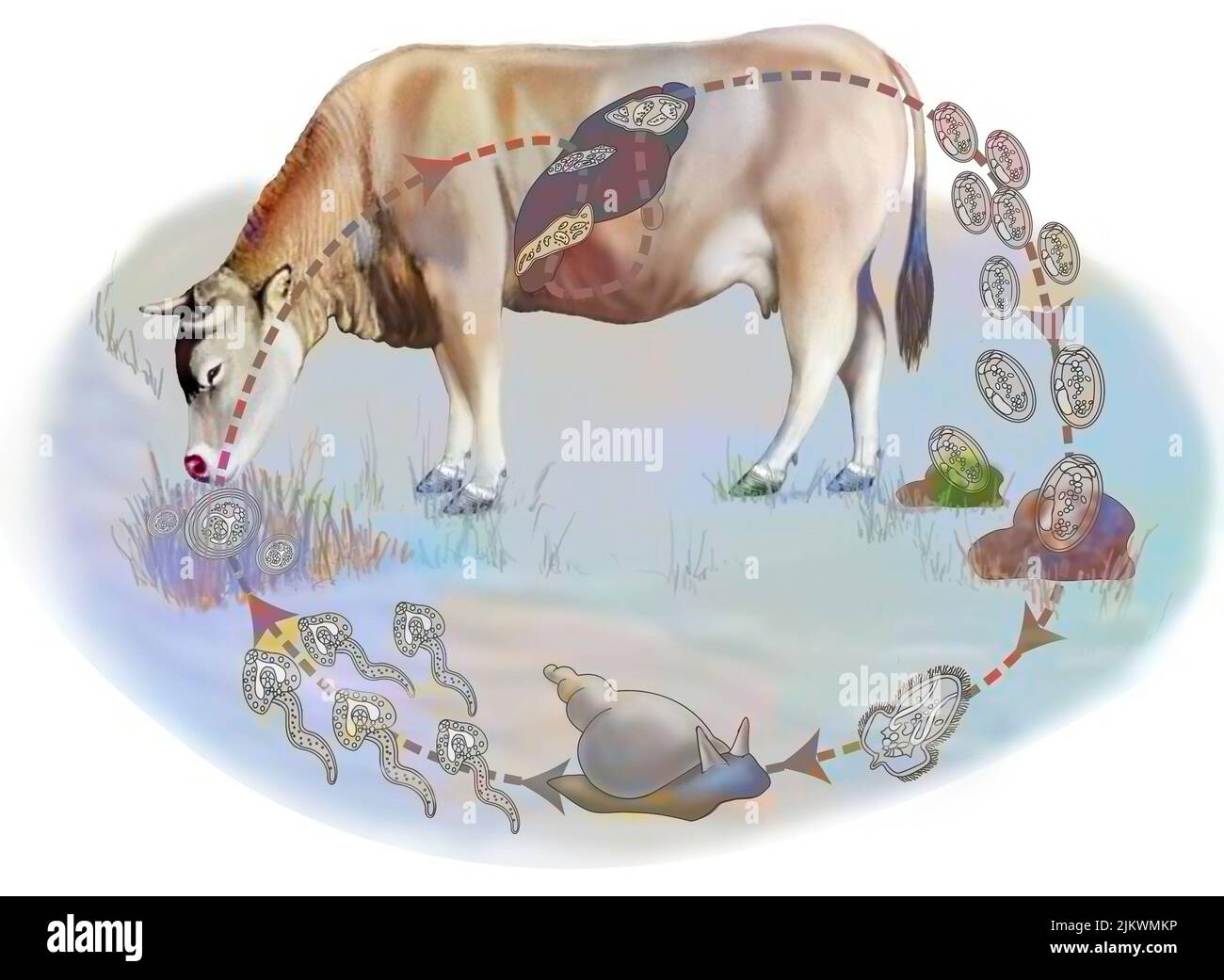 Lebenszyklus von leberegel bei Kühen. Stockfoto