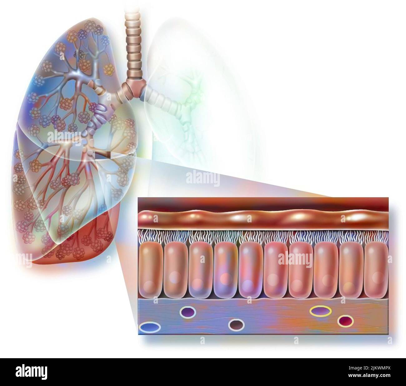 Bronchialschleimhaut mit Chorion, ziliierten Epithelzellen. Stockfoto