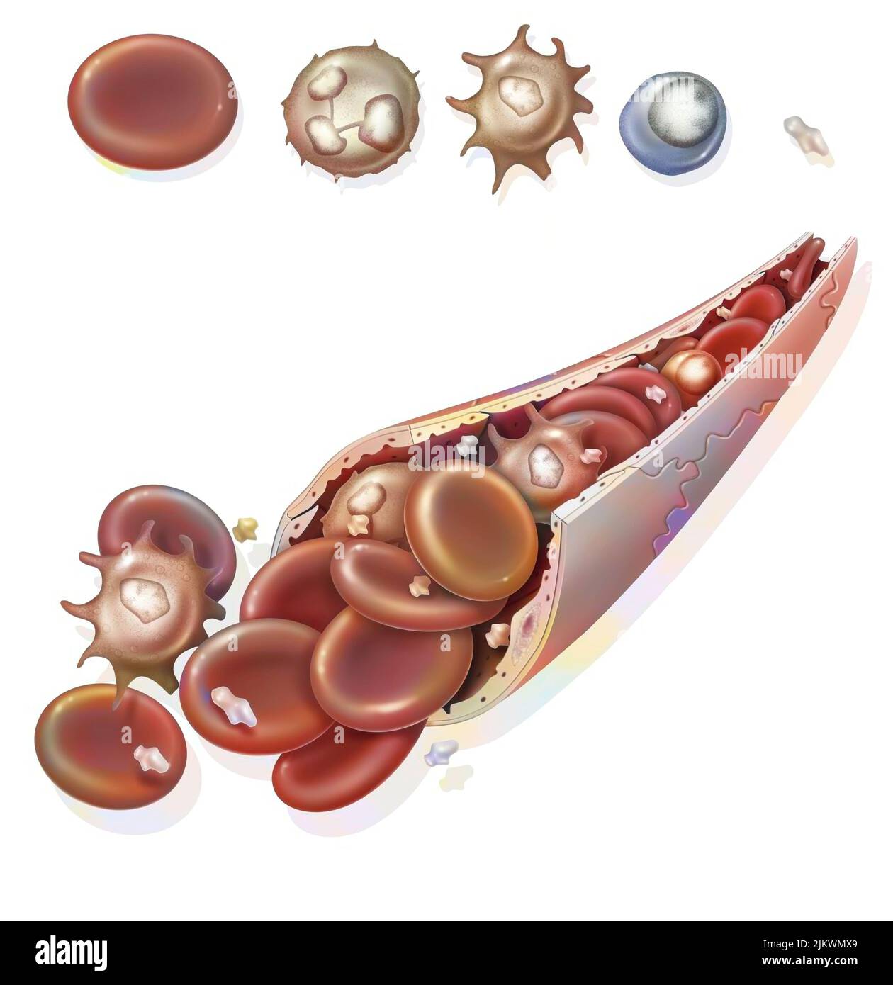 Zusammensetzung des Blutes (Blutkapillare): Rote Blutkörperchen, weiße Blutkörperchen. Stockfoto