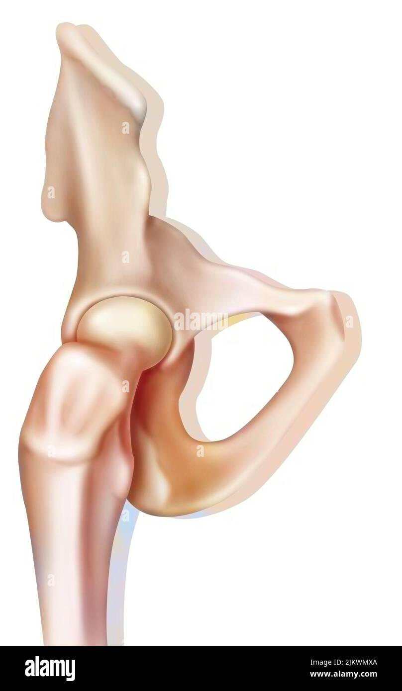 Knochensystem: Das knöcherne Gelenk der Hüfte. Stockfoto