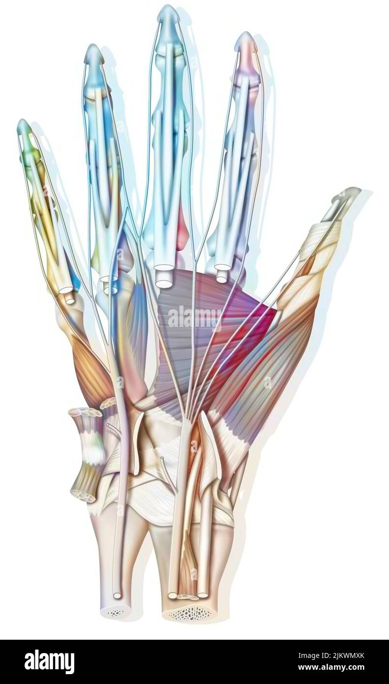 Anatomie der Handfläche: Knochen, Muskeln, Sehnen, Nerven. Stockfoto